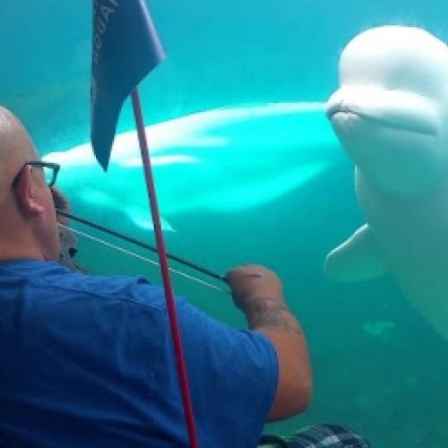 Beluga se encanta com violinista em aquário