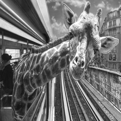Animais selvagens 'invadem' metrô de Paris