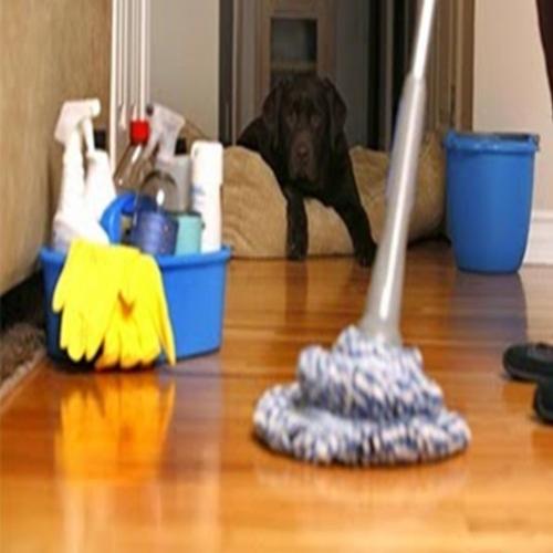 Aprenda o que fazer quando sua casa está com cheiro de cachorro ..