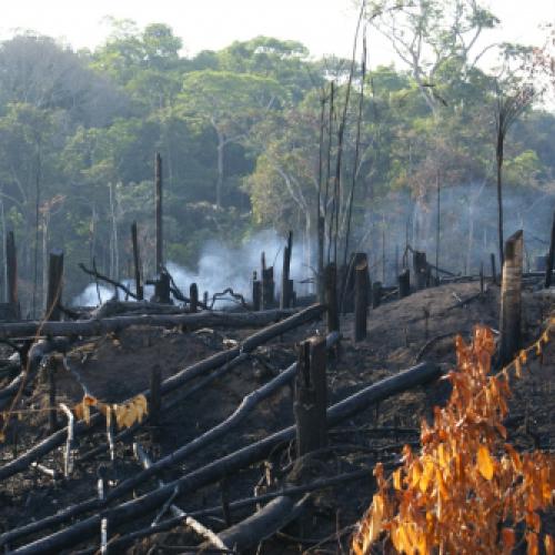 E se a floresta amazônica fosse completamente destruída?