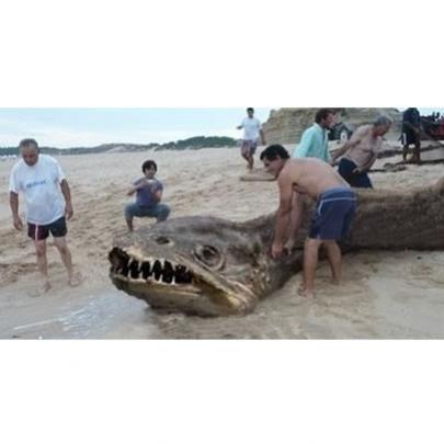 Animal gigante encontrado nas praias de Sergipe assusta moradores
