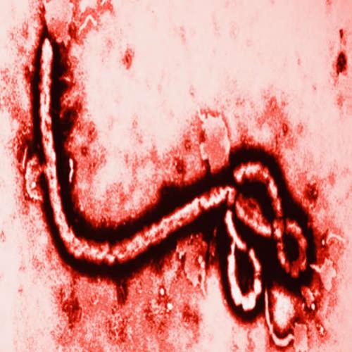 Autoridades investigam suspeita de ebola no Paraná