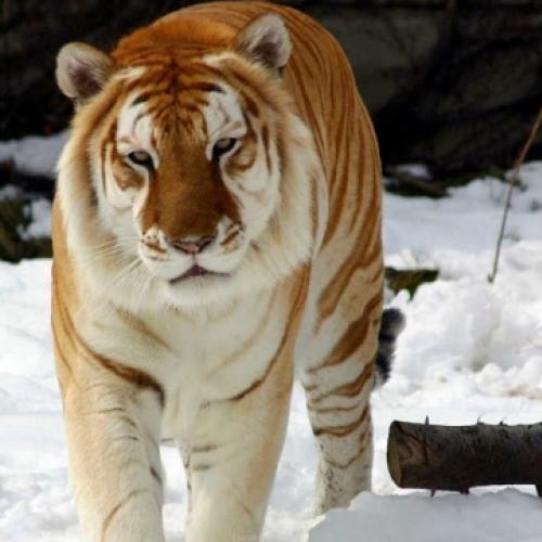 O Tigre dourado