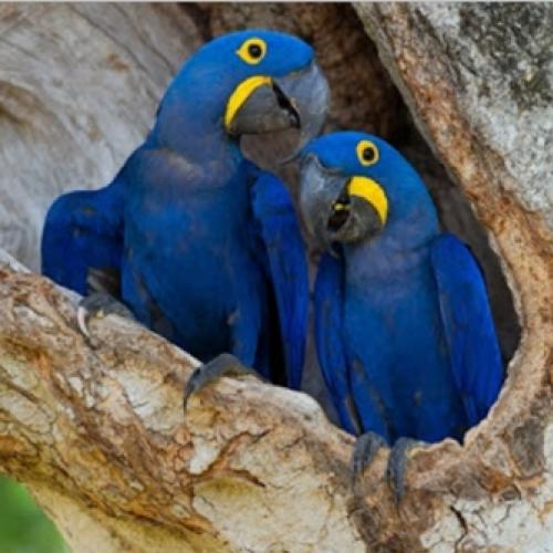 De volta ao Pantanal: Arara-Azul