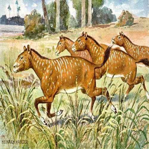Os antepassados dos cavalos e rinocerontes