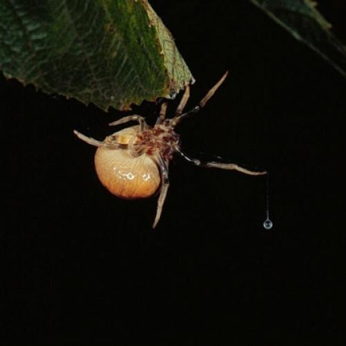 Aranha-boleadeira: lançar e capturar