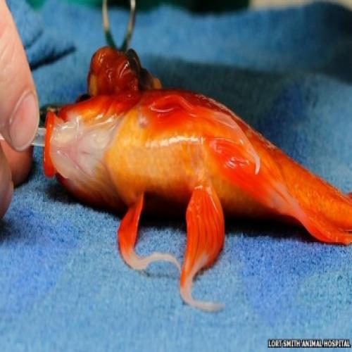 Peixinho dourado se recupera após retirada de tumor no cérebro