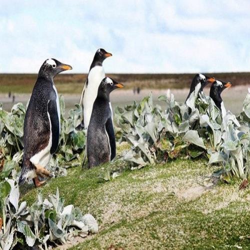 Como é o Turismo em Falklands?