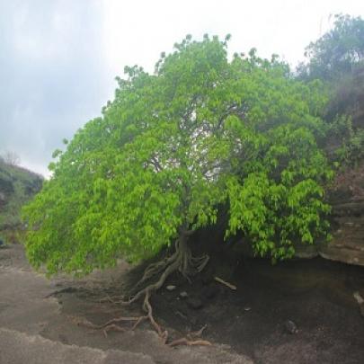 Manchineel:  a árvore mais sinistra do planeta