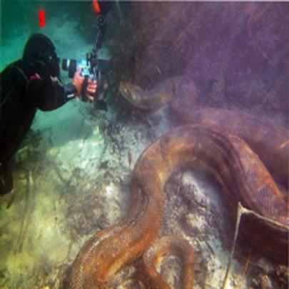 Sucuri fotografada embaixo d’água no Mato Grosso do Sul.