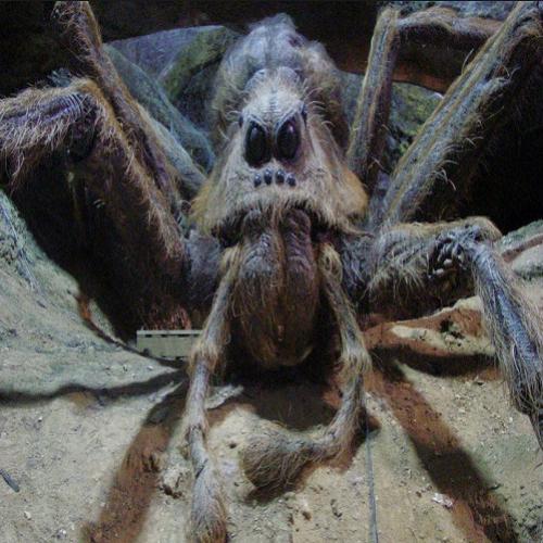  Aranha gigante é encontrada e apavora moradores 