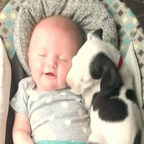 Amizade entre bebê e filhote de pitbull 'bomba’ na web
