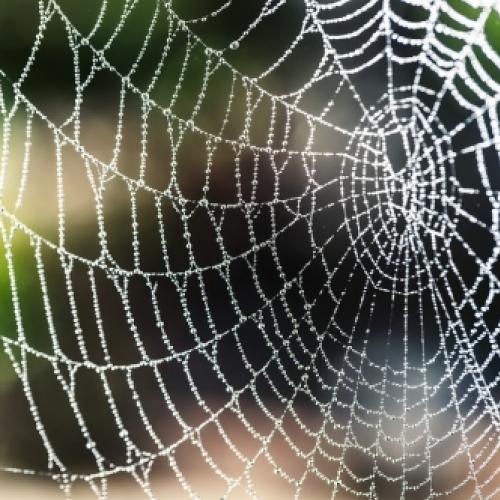 Cientistas descobriram uma ótima aplicação para a seda de aranha.