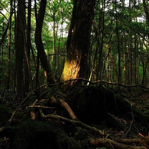 Mistérios da humanidade #24: Aokigahara, a floresta da morte