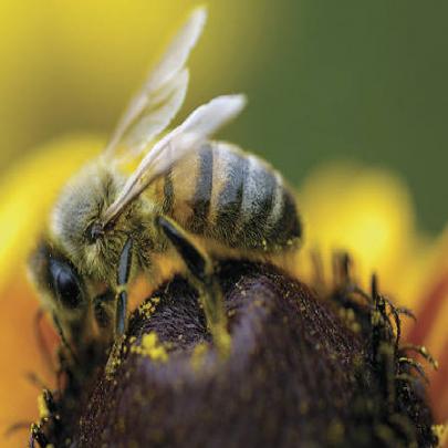 O mundo maravilhoso da apicultura...e das abelhas!