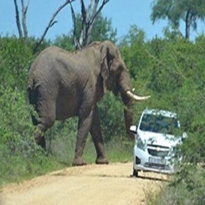 Que susto! Visitante confrontado por um elefante no Parque Nacional Kr