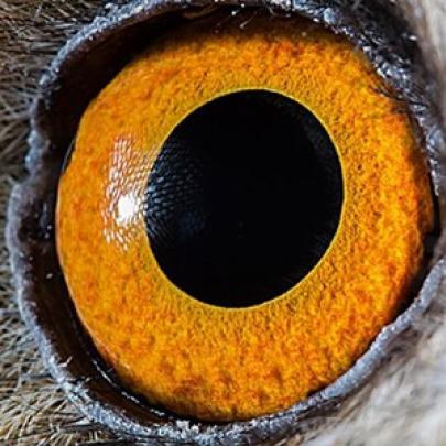  Impressionante - Olhos dos animais