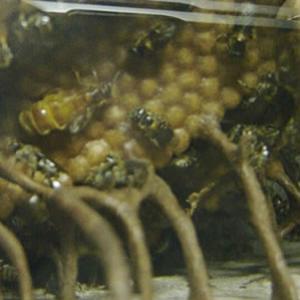 Metais pesados no ambiente podem ser monitorados por análise do mel