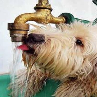 Como os cachorros bebem água?