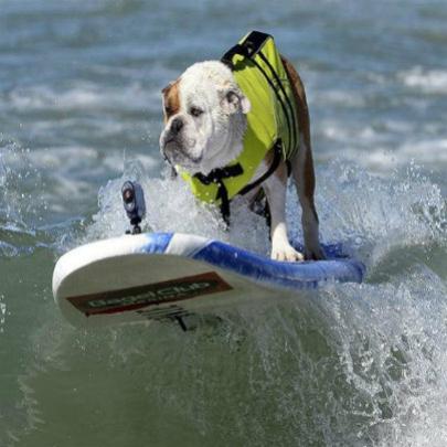 O surf para cachorros 