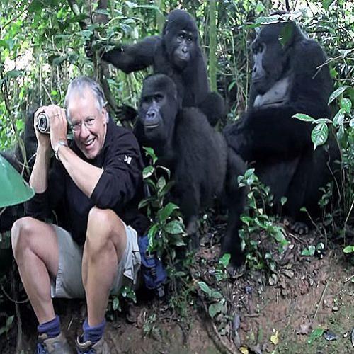 Gorilas surpreendem turista e fazem ele viver uma experiência muito...