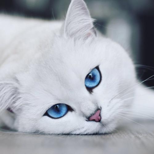 Coby,o gato mais famoso e bonito do Instagram