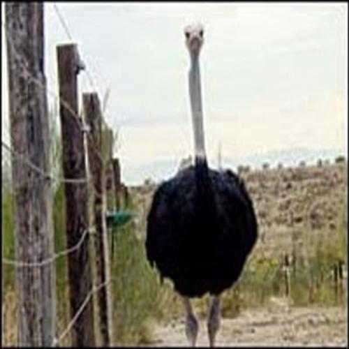 Verdades dos avestruz: avestruz esconde a cabeça por medo?
