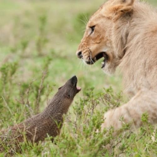 Mangusto enfrenta leões na base do grito