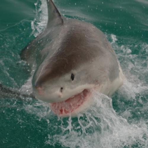 Um tour entre os tubarões na África do Sul: shark diving
