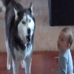 Cachorro imita fala de bebé e vira sucesso na net