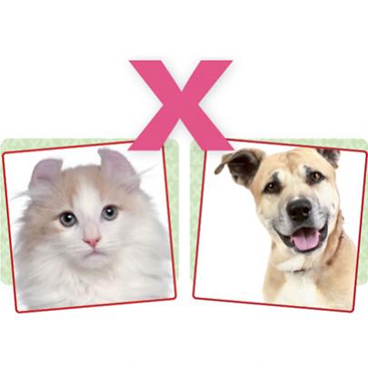 Como escolher entre um cão e um gato