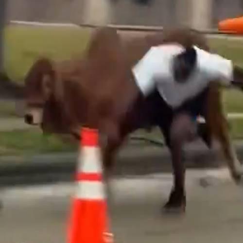 Vaca foge de rodeio e causa caos em cidade dos EUA