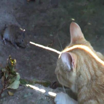 Gato brincando com sua vítima