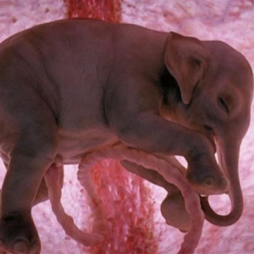 12 Imagens fascinantes de animais no útero - National Geographic