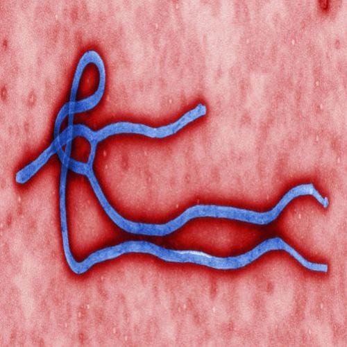 Vírus Ebola: História