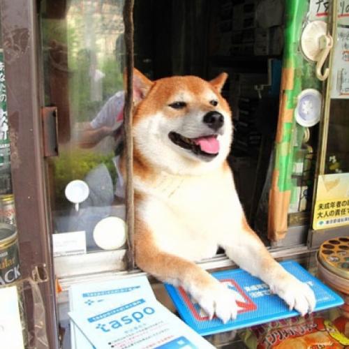 Cachorro recepciona os clientes em tabacaria no Japão