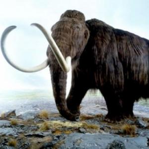 Garoto de 11 anos encontra mamute congelado