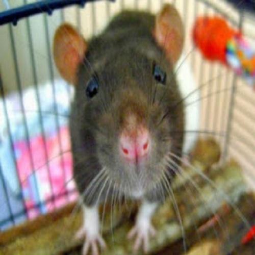 Ratos fazem truques incriveis