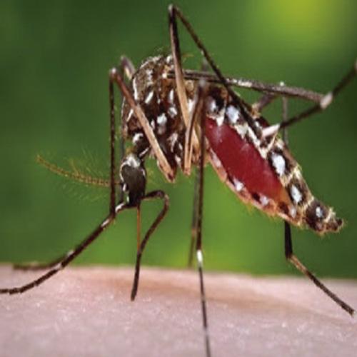 10 dicas para exterminar o mosquito Aedes aegypti