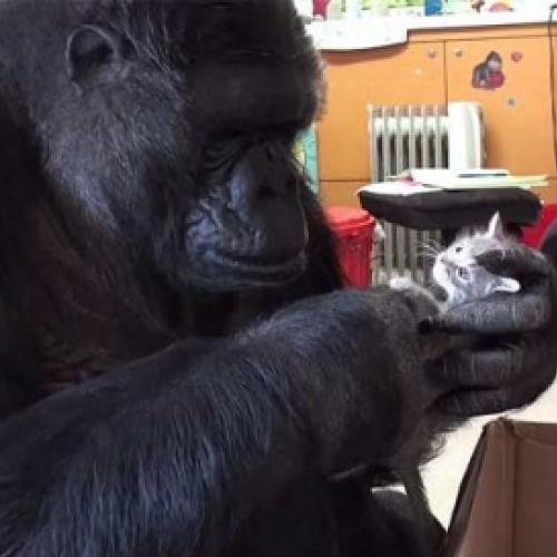 Gorila que não pode ter filhos recebe dois gatinhos de presente