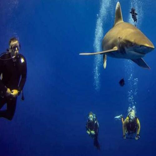 Mergulhador é atacado por tubarão no Mar Vermelho