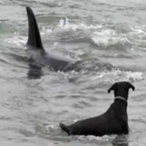 Cachorro se salva após ser perseguido por quatro orcas