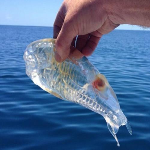 O raro e estranho peixe transparente dos oceanos