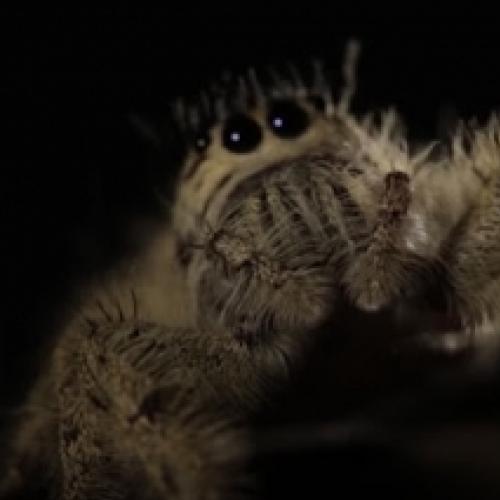 Veja a maior aranha saltadora do mundo