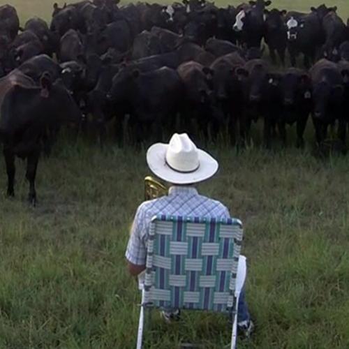 Como atrair rebanho de vacas de forma inusitada