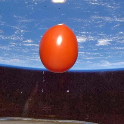 Existe um tomate orbitando a Terra