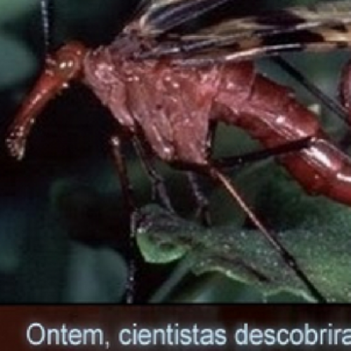 Ontem cientistas descobriram Escorpiões voadores adeus planeta terra! 