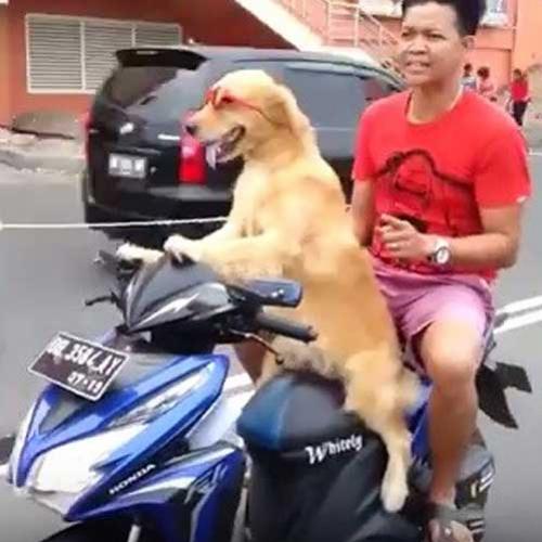 Cão que pilota moto na Indonésia