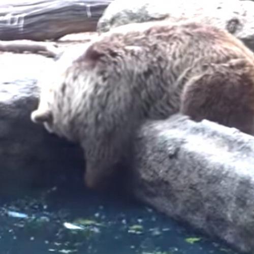 Urso salva Corvo que estava se afogando em zoológico