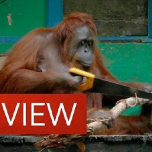 Orangotango aprende sozinha a usar um serrote